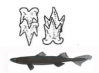 Centroscyllium claave.jpg